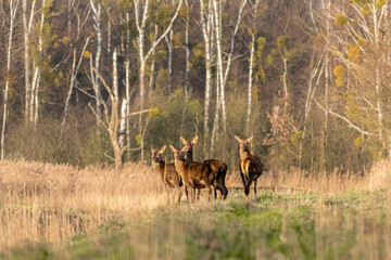 Lanie jelenia grupa dzikich zwierząt stado