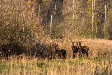 Lanie jelenia grupa dzikich zwierząt stado