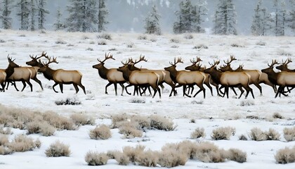 A Herd Of Elk Crossing A Snowy Landscape Their Br