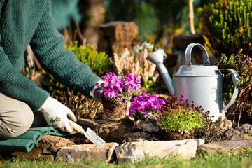 Person plants spring flowers in the garden