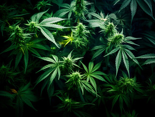 Close up of green cannabis marijuana leaves background 