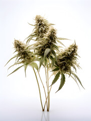 Top view of green cannabis marijuana buds on white background 