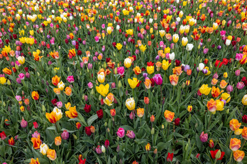 A melange of colorful tulips blooming in a garden