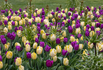 Colorful Tulips and Fritillaria imperialis flowers blooming in a garden.