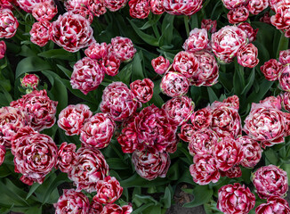 White and red tulip called 530-SL-05-3. Double Early group. Tulips are divided into groups that are defined by their flower features