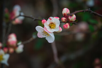 白とピンクの混ざった花びらの色が美しいボケの花