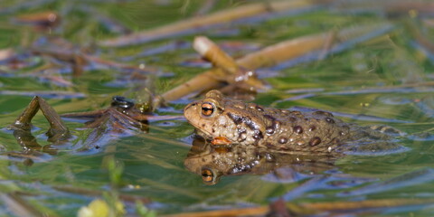 Common toad Bufo bufo on the surface of the pond.