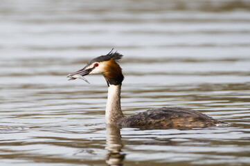 Waterfowl Podiceps cristatus aka Great crested grebe is eating fish. Amazing bird of Czech republic.	
