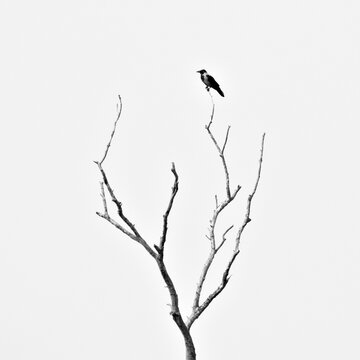 Minimalistic black and white photo of bird on the top of dry tree. Corvus cornix aka Hooded crow. Dark and horror mood.
