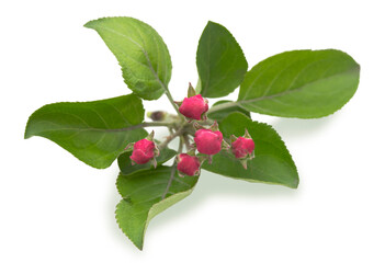 A branch of unopened apple tree buds isolated on a white background.