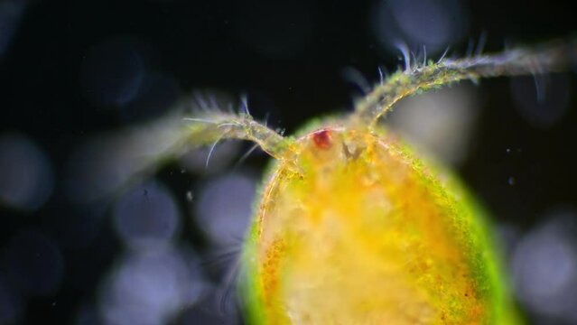 Close-up microscopy of a copepod against a black background, highlighting its body structure and eggs.