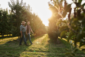 Two caucasian farmers walking along orchard field during sunset - 773838339