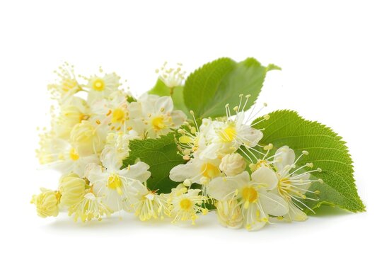 Lovely Linden Flowers in Bloom - Isolated and White. Perfect for Pharmacy or Relaxing Summer Bouquets