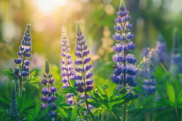 Purple Lupine Blossom in Wild Spring Meadow - A Celebration of Nature's Seasonal Beauty