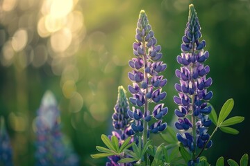 Springtime Lupine Blossom: A Picture of Wild Purple Flowers Amidst a Green Forest and Meadow - obrazy, fototapety, plakaty