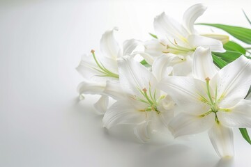 Fototapeta na wymiar Sympathy Lily Condolence Card for Funeral Memorial. Lily Flowers on White Background for Bereavement Greetings
