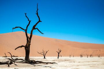 Scenic view of fossilized trees amongst sand dunes at Deadvlei, Namibia