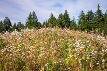 The Grassy Mounds at Mima Mounds Natural Area Preserve, Nature preserve in Washington State