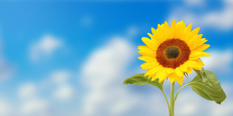 Wonderful sunflower under blue heaven, panoramic format with copy-space.