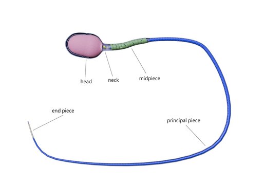 Anatomical diagram of the entire sperm cell. Contains descriptive text.