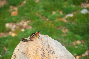 Chipmunk Standing on a Boulder at Mount Rainier National Park in Washington State