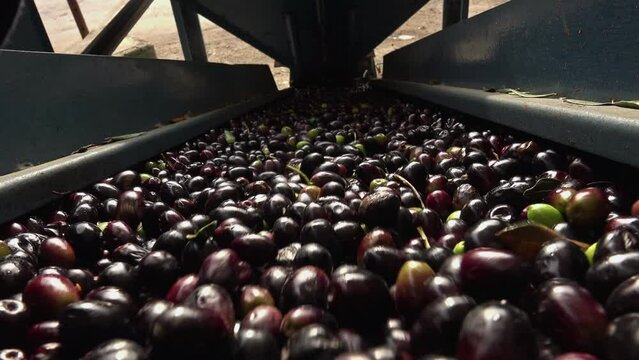  extra virgin olive oil production: conveyor belt of olives in a mill