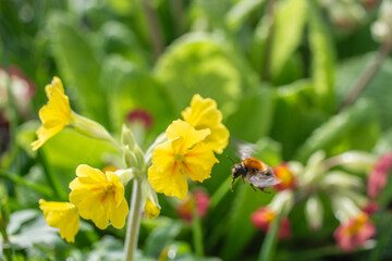 Orange Biene im Landeanflug auf Gelbe Blume