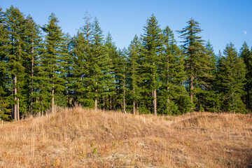 The Grassy Mounds at Mima Mounds Natural Area Preserve, Nature preserve in Washington State