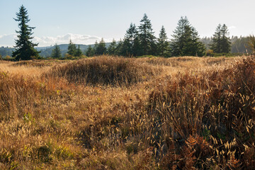 The Grassy Mounds at Mima Mounds Natural Area Preserve, Nature preserve in Washington State