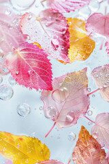 Close up photo of pink an yellow mint leaves in sparkling water, white background. Cosmetic nature background.