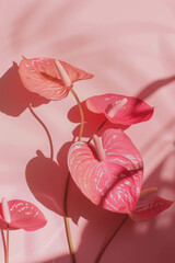 Pink anthuriums against light pink background, shadowplay, macro photography, still life photography.