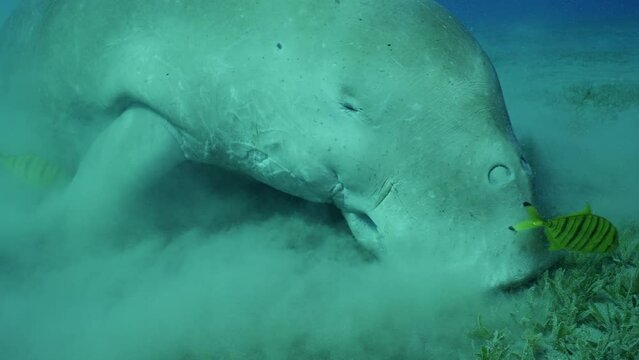 Close-up of Se Cow or Dugong (Dugong dugon) eating Smooth ribbon seagrass (Cymodoce rotundata) on seagrass meadow raising clouds of silt around, Slow motion