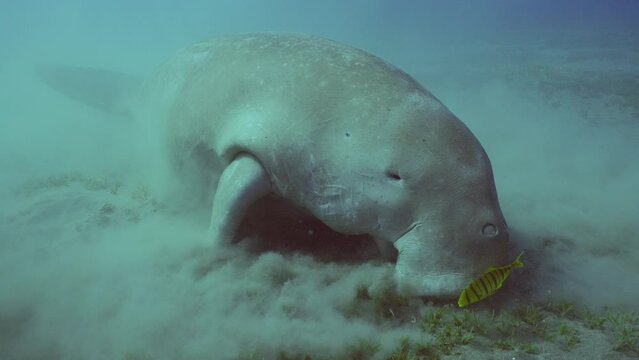 Se Cow or Dugong (Dugong dugon) eating Smooth ribbon seagrass (Cymodoce rotundata) on seagrass meadow then leaving, Slow motion