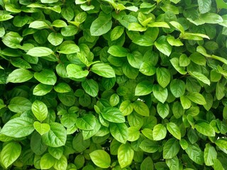 Background wallpaper featuring luscious green foliage (Viburnum tinus).