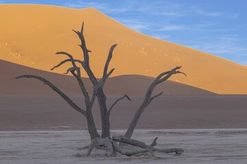 Picture of a dead tree in the Deadvlei salt pan in the Namib Desert in front of red sand dunes in the morning light