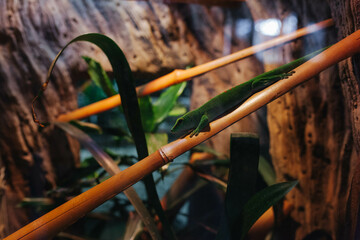 A green lizard on a bamboo branch in the zoo.