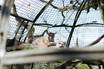 A lynx lies on a tree behind bars in a zoo. © Nataliia Hrihel