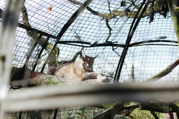 Gordijnen A lynx lies on a tree behind bars in a zoo. © Nataliia Hrihel