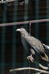 Eagle behind bars in the zoo.
