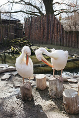 Two pelicans in the zoo.