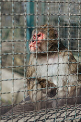 Monkeys behind bars in the zoo.