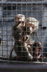 Monkeys behind bars in the zoo.