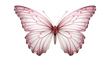 A pink and white butterfly with long wings gracefully flutters in the air