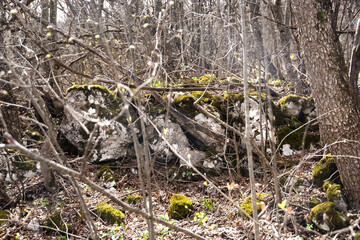 Details of the nature and natural state of the Rtanj mountain in eastern Serbia. Rtanj mountain, also known as the Serbian pyramid with rocks and vegetation.