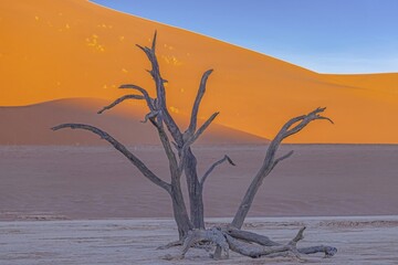 Fototapeta na wymiar Picture of a dead tree in the Deadvlei salt pan in the Namib Desert in front of red sand dunes in the morning light