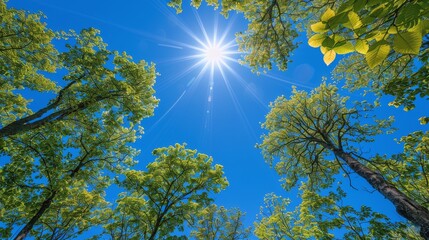 Obraz premium Sunlight Filtering Through Forest Trees
