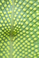 close-up of fern spores on the underside of a leaf