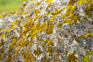 vibrant moss growth on an ancient stone surface