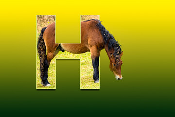 3d text embedded animal horse H letter colorful background alphabet reaching out. Typography effect photo manipulation out of the box creative design education child school 