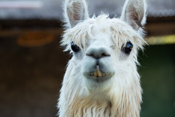 close-up portrait of a charming white llama with expressive eyes